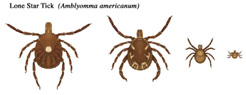 Sizes of the lone star tick's various life stage 
