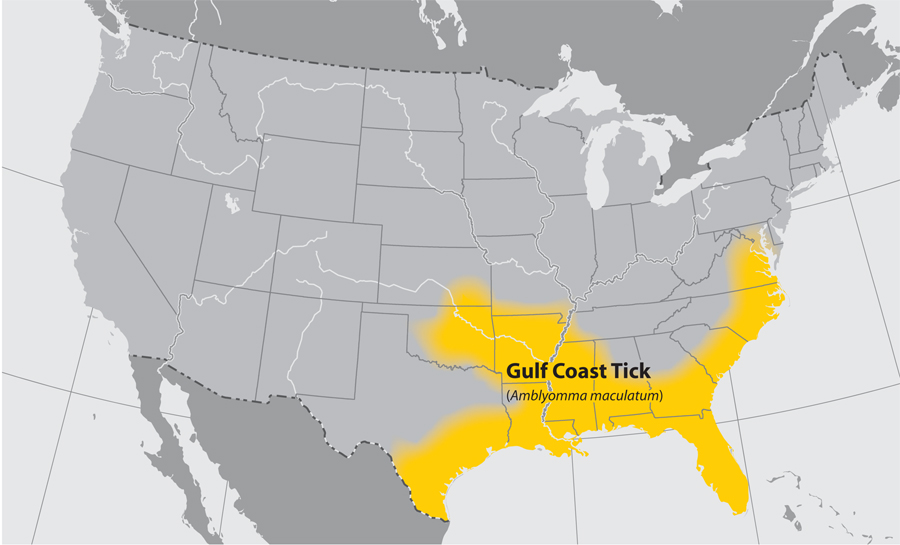 Approximate distribution of the Gulf Coast tick